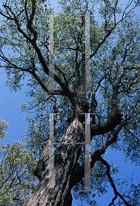 Picture of Eucalyptus melanophloia 