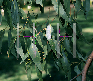 Picture of Eucalyptus caliginosa 