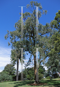 Picture of Eucalyptus caliginosa 