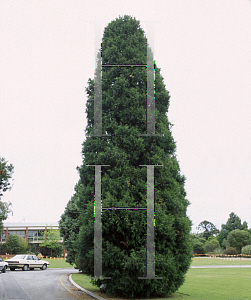 Picture of Cupressus torulosa 