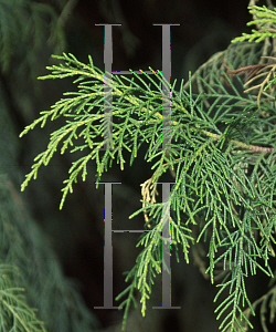 Picture of Cupressus torulosa 