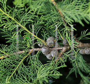 Picture of Cupressus torulosa 