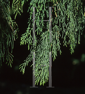 Picture of Cupressus torulosa 