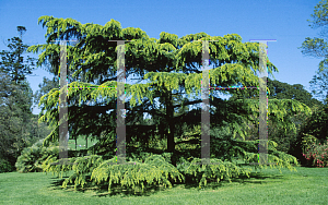 Picture of Cedrus deodara 'Aurea'