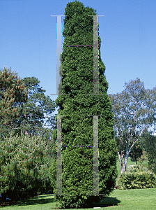 Picture of Libocedrus plumosa 