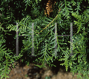 Picture of Libocedrus plumosa 