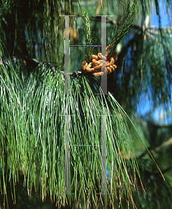 Picture of Pinus patula 