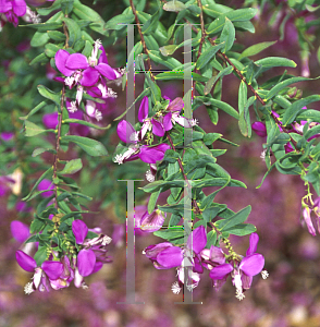 Picture of Polygala chamaebuxus var. grandiflora 