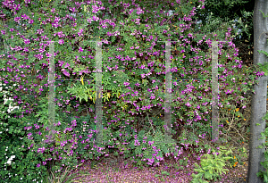 Picture of Polygala chamaebuxus var. grandiflora 