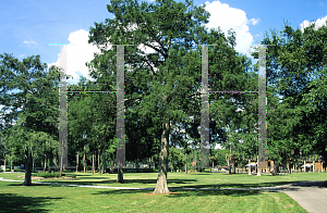 Picture of Taxodium ascendens 