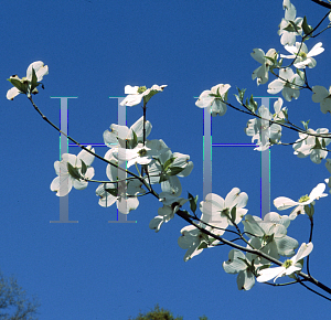 Picture of Cornus florida 'Weaver's White'