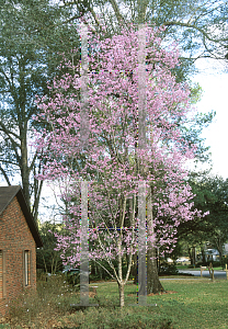 Picture of Prunus x 'Okame'