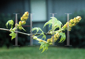 Picture of Liquidambar styraciflua 