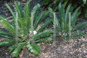 Picture of Encephalartos lebomboensis 