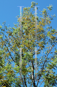 Picture of Grevillea robusta 