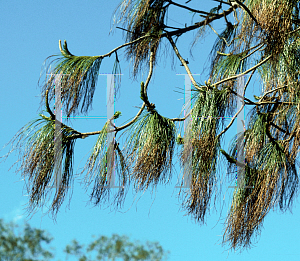 Picture of Pinus patula 