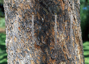 Picture of Pinus patula 