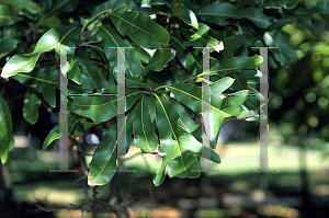 Picture of Stenocarpus sinuatus 