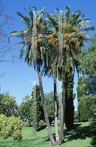 Picture of Phoenix canariensis x reclinata 