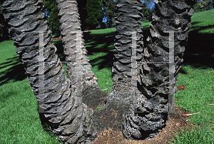 Picture of Phoenix canariensis x reclinata 