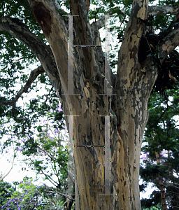 Picture of Caesalpinia ferrea 