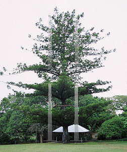 Picture of Araucaria cunninghamii 