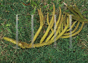 Picture of Araucaria cunninghamii 