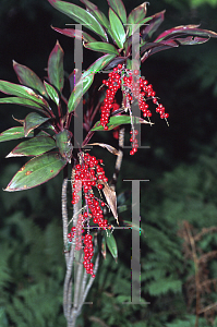 Picture of Cordyline terminalis 