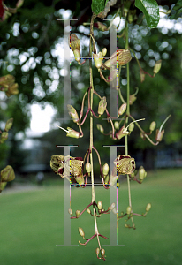 Picture of Kigelia africana 