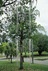 Picture of Caryota urens 