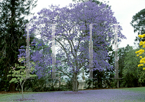 Picture of Jacaranda mimosifolia 