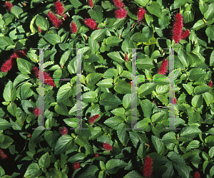 Picture of Acalypha chamaedrifolia 'Summer Love'