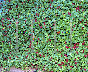 Picture of Acalypha chamaedrifolia 'Summer Love'