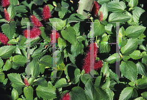 Picture of Acalypha chamaedrifolia 'Summer Love'