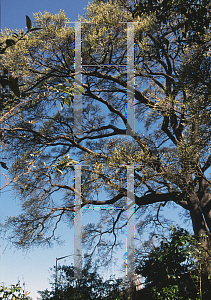 Picture of Ficus superba var. henneana 