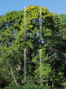 Picture of Cassia brewsteri var. marksiana 