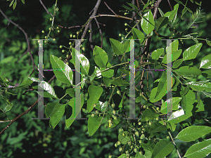 Picture of Cassia brewsteri var. marksiana 