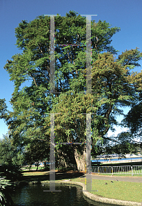 Picture of Taxodium mucronatum 