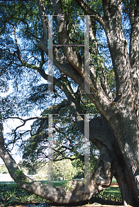 Picture of Taxodium mucronatum 