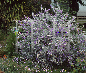 Picture of Eremophila nivea 