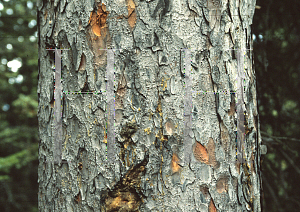 Picture of Picea glauca 