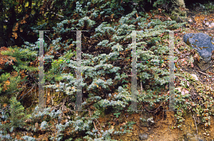 Picture of Juniperus communis 