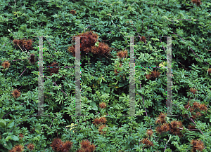 Picture of Acaena ovalifolia 