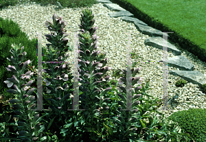 Picture of Acanthus balcanicus 