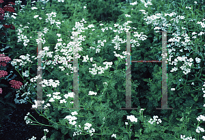 Picture of Achillea abrotanoides 