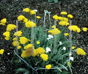 Picture of Achillea clypeolata 'Schwellenburg'