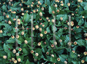Picture of Acmella oleracea '~Species'