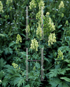 Picture of Aconitum lycoctonum ssp. lycoctonum 