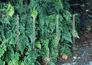 Picture of Adiantum venustum 