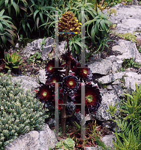 Picture of Aeonium arboreum 'Atropurpureum'